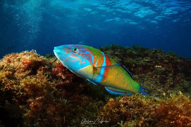 2 Hours Guided Snorkeling Tour in Playa Chica - Key points that make this tour worth your time