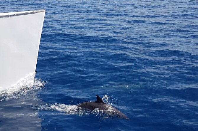 2hrs Dolphins Sunset Sailing Cruise With Drink - Arriving at Puerto del Carmen’s harbor without the stress