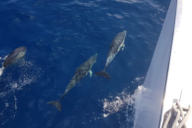 2hrs Dolphins Sunset Sailing Cruise With Drink - Dolphin-sighting expectations (the smart way to enjoy it)