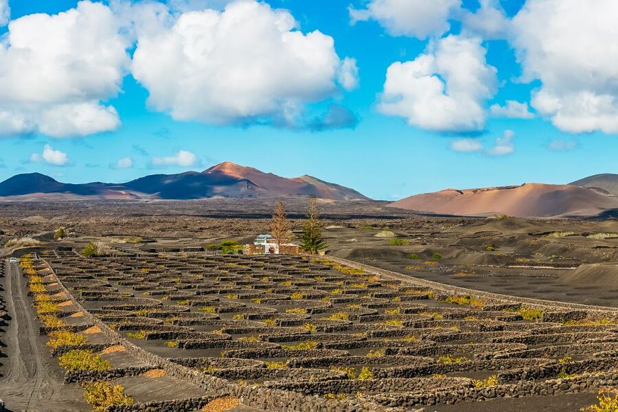 Arrecife: Timanfaya and Green Lagoon for Cruise Passengers - The drive to La Geria: vineyards grown where you’d least expect them