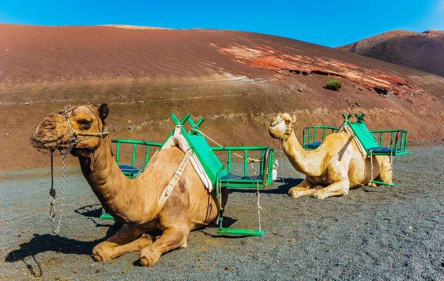 Arrecife: Timanfaya and Green Lagoon for Cruise Passengers - Timanfaya National Park: Fire Mountains and lava you can almost feel
