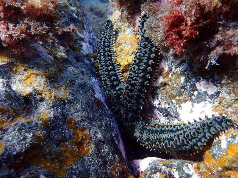 Costa Teguise: Snorkeling Tour with Instructor & Equipment - Practical tips so your snorkeling goes smoothly