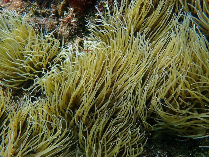 Costa Teguise: Snorkeling Tour with Instructor & Equipment - Finding your pickup: the Daivoon van in Costa Teguise