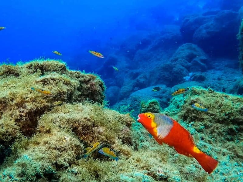 Costa Teguise: Snorkeling Tour with Instructor & Equipment - The before-you-go lesson: breathing, fin kicking, and gear you actually use