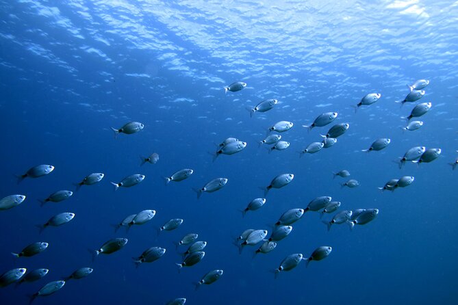 Discover Scuba Diving in Lanzarote (Costa Teguise) - Price and Logistics: What $96.75 Buys You in Real Life