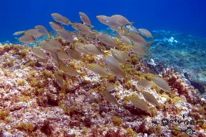 Discover Scuba Diving in Lanzarote (Costa Teguise) - The Two Shore Stops: Playa Del Jablillo and Playa Chica Beach