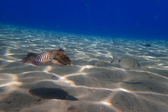 Discover Scuba Diving in Lanzarote (Costa Teguise) - What You Actually See and Why It’s Worth It