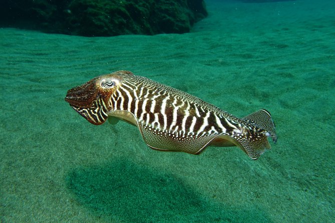 Discover the underwater world of Lanzarote - Photos included: why that small detail is a big deal