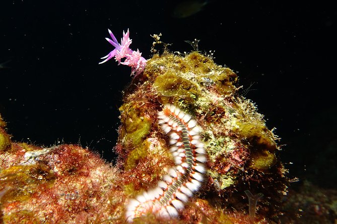 Discover the underwater world of Lanzarote - Price and value: is $156.01 actually fair?