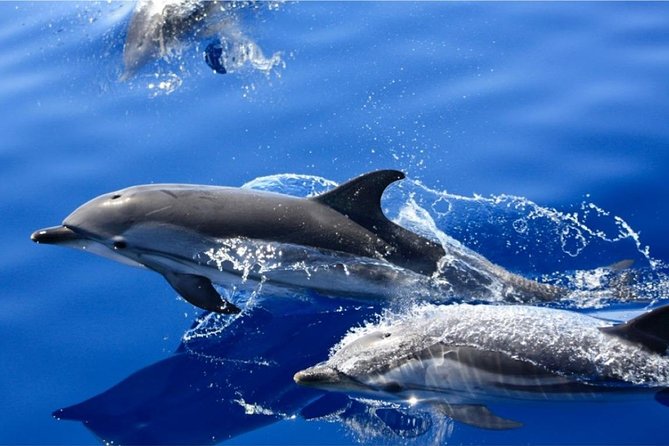 Dolphin Mini Cruise at Playa del Carmen - Getting On Board: What to Expect With Biosfera Jet