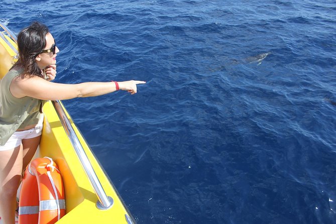 Dolphin Mini Cruise at Playa del Carmen - The Onboard Guide: More Than Just Pointing at Water