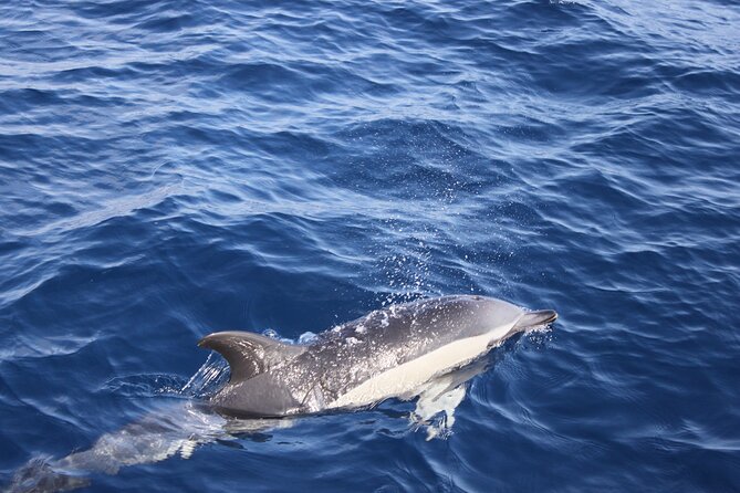 Dolphin Watching Cruise to Lobos Island - What you eat on the cruise: picnic comfort, not a foodie show
