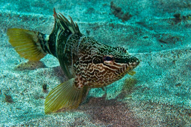 Guided Snorkel Experience - Playa Blanca meeting point and free pickup that saves time
