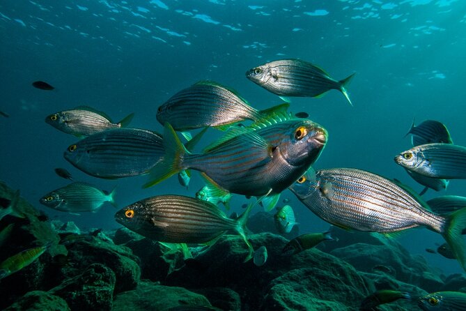 Guided Snorkel Experience - The briefing that changes what you actually notice