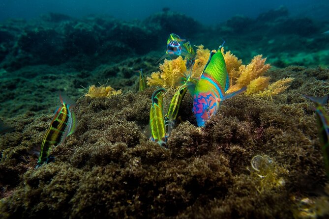 Guided Snorkel Experience - Price and value: is $57.80 worth it?