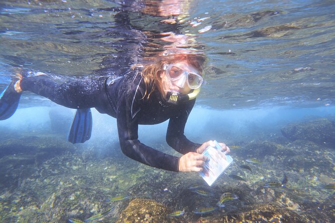 Guided Snorkeling Experience - Key takeaways before you book