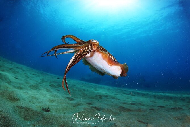 Guided Snorkeling Experience - Playa Blanca snorkeling: what the guide actually sets you up for