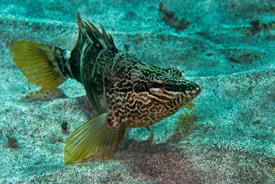 Guided Snorkeling Experience - Who this snorkeling experience suits best