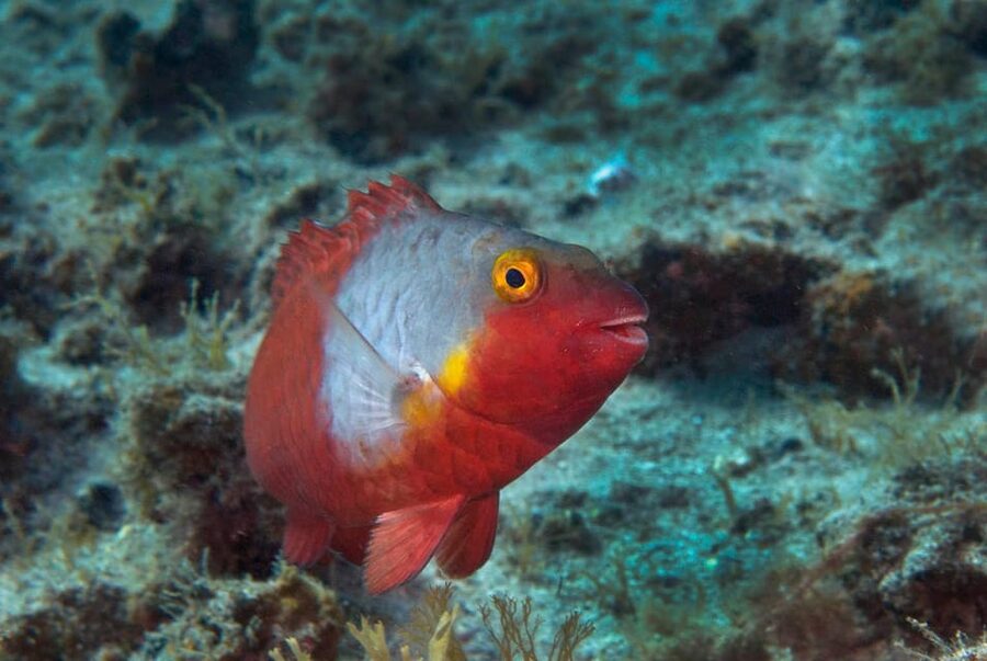 Guided Snorkeling Experience - Practical expectations: what to prepare for before you go