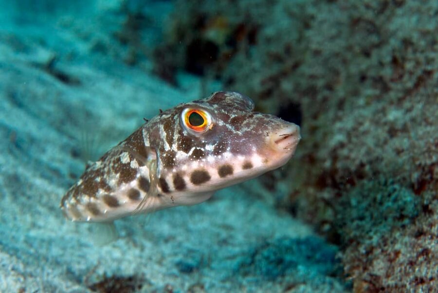 Guided Snorkeling Experience - Should you book this guided snorkeling in Playa Blanca?