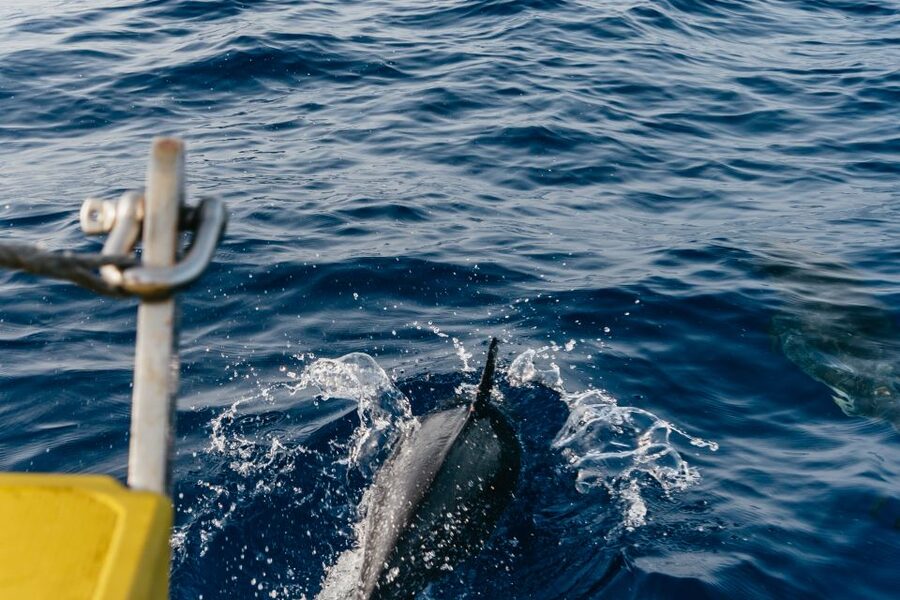 Lanzarote: 2.5-Hour Sunset and Dolphins Cruise - The sunset payoff: champagne, pastries, and that last look back
