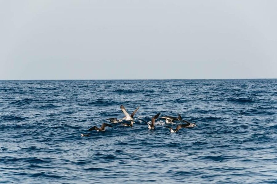Lanzarote: 2.5-Hour Sunset and Dolphins Cruise - Who should book this cruise (and who should think twice)
