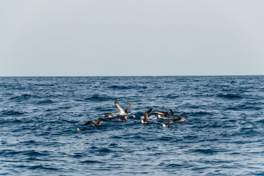 Lanzarote: 2.5-Hour Sunset and Dolphins Cruise - Should you book this Lanzarote Sunset and Dolphins cruise?