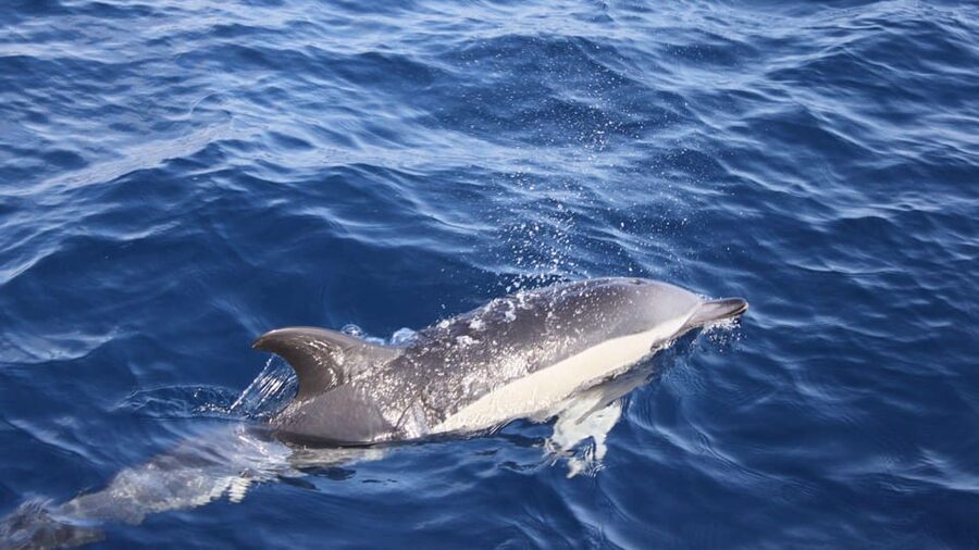 Lanzarote: 2.5-Hour Sunset and Dolphins Cruise - Puerto del Carmen pickup and harbour timing: how the evening stays on track