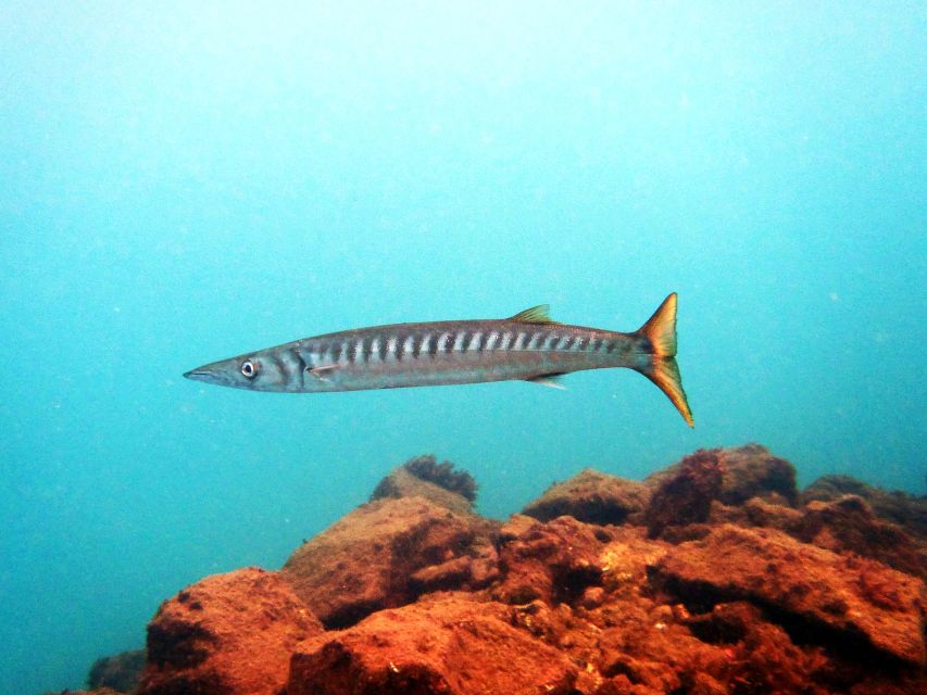 Lanzarote: 2-dive package in Playa Blanca - certified divers - FAQ