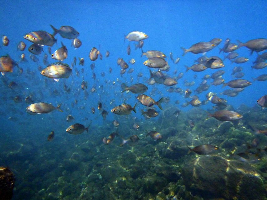Lanzarote: 2-dive package in Playa Blanca - certified divers - What the package includes (and what you still need)