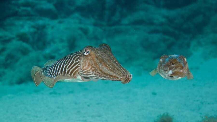 Lanzarote: 2-dive package in Playa Blanca - certified divers - Who this is best for (and who should skip it)