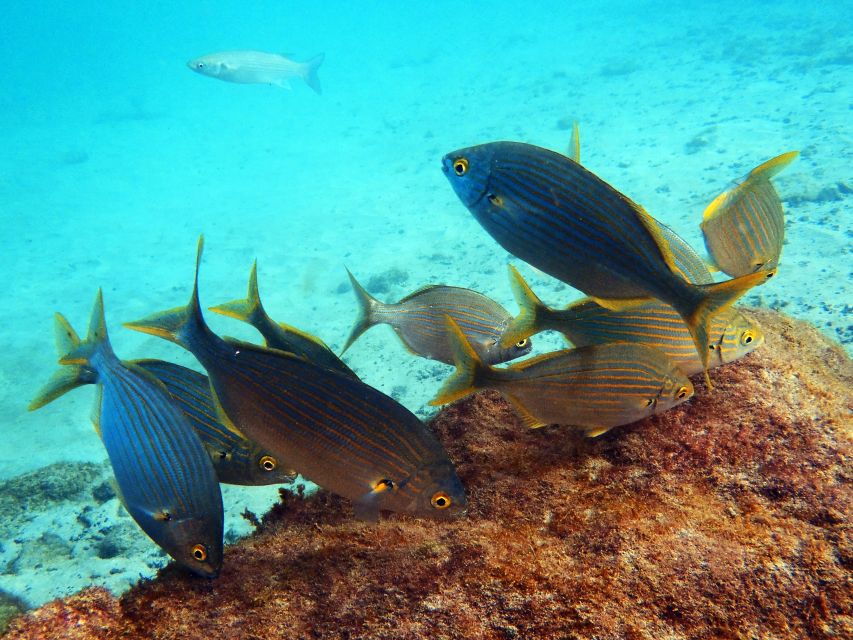 Lanzarote: 2-dive package in Playa Blanca - certified divers - Should you book Bonito Diving Lanzarote in Playa Blanca?