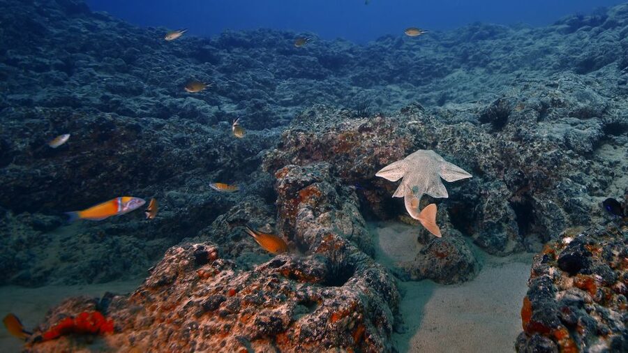 Lanzarote: 2-dive package in Playa Blanca - certified divers - The two reef sessions: Playa Flamingo and Timanfaya Reef