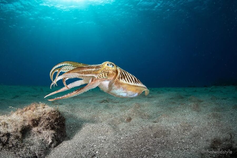 Lanzarote: 2 Guided Dives (Certified Divers Only) - Key things that make this Lanzarote trip worth your time