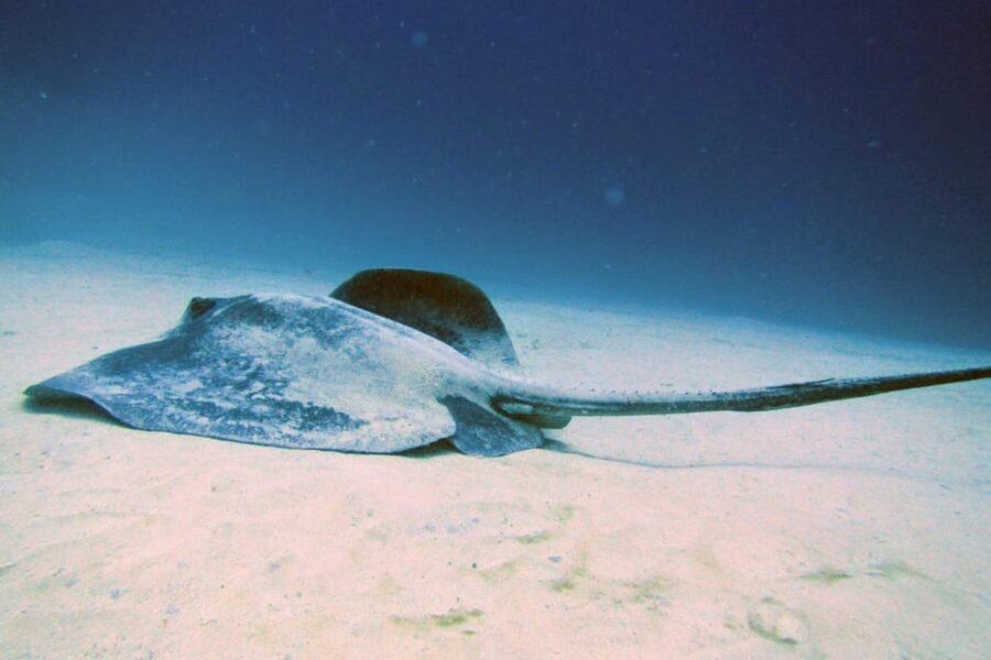 Lanzarote: 2 Guided Dives (Certified Divers Only) - The rhythm of the day: pickup, van time, two 50-minute underwater sessions