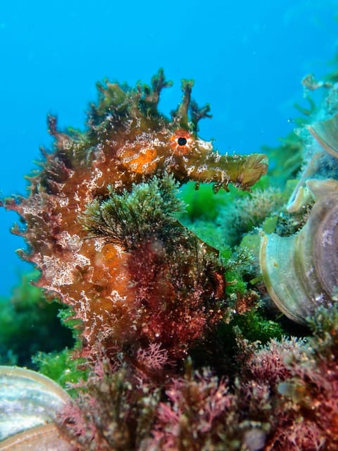 Lanzarote: 2 Guided Dives (Certified Divers Only) - Small groups that match your experience level