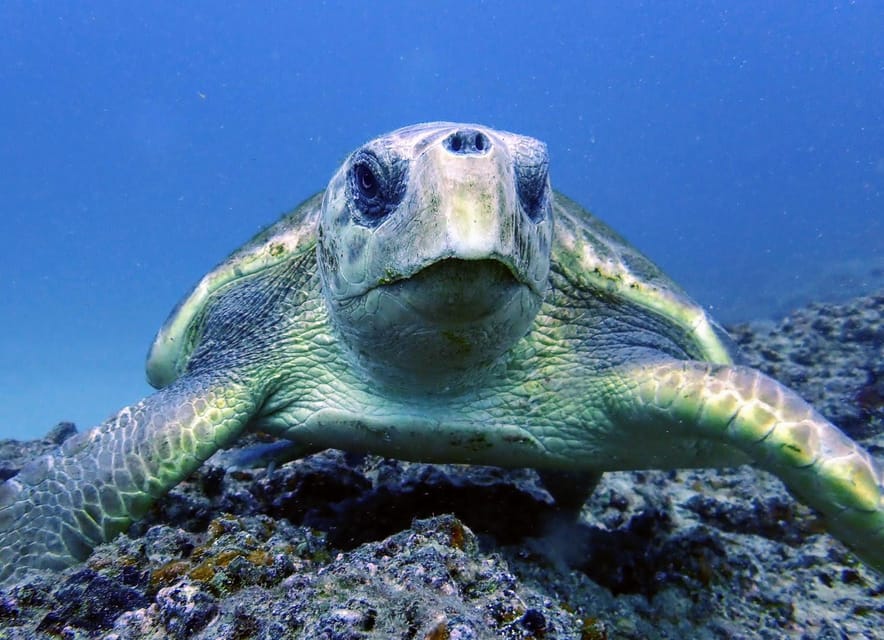 Lanzarote: 2 Guided Dives (Certified Divers Only) - Multilingual support and Gustavo’s hands-on guidance