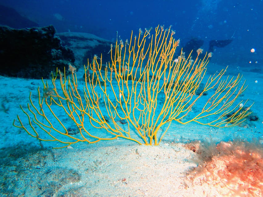 Lanzarote: 2 Guided Dives (Certified Divers Only) - Pickup and drop-off: free van around Arrecife, Costa Teguise, and Puerto del Carmen