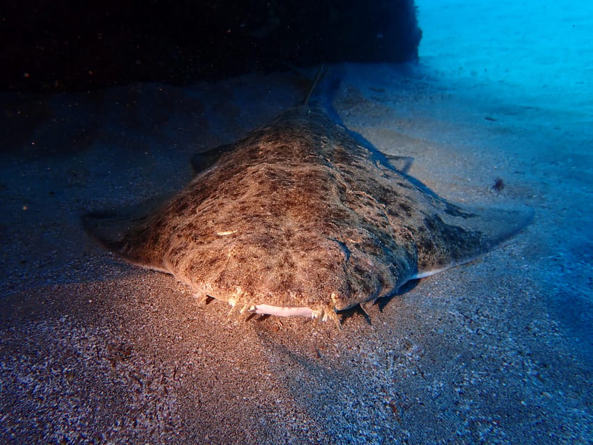 Lanzarote: 2 Guided Dives (Certified Divers Only) - Price and value: $118 for transport, gear, and two underwater sites