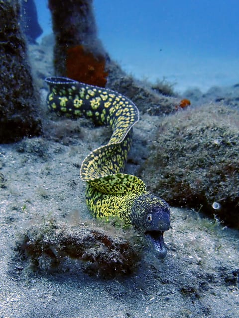Lanzarote: 2 Guided Dives (Certified Divers Only) - Safety fit: certification rules and health limits you shouldn’t ignore