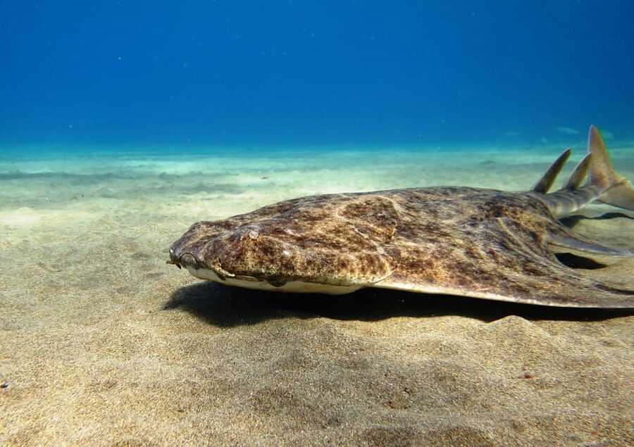 Lanzarote: 2 Guided Dives (Certified Divers Only) - What you’ll see: reefs, wrecks, caves, and caverns