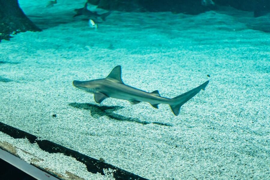 Lanzarote: Aquarium Entry Ticket - Price and value: is $18 actually fair?