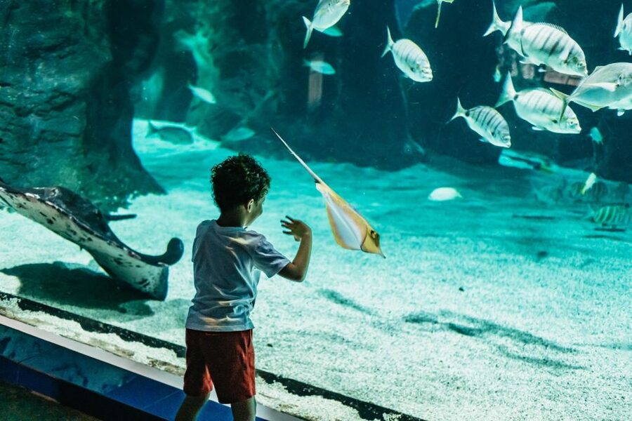 Lanzarote: Aquarium Entry Ticket - What you’re really buying with the Lanzarote Aquarium entry ticket