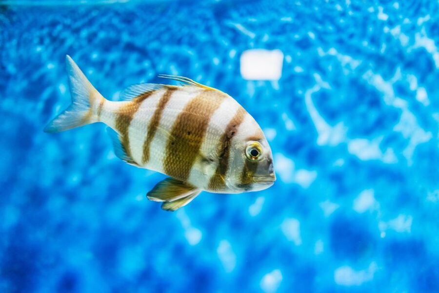 Lanzarote: Aquarium Entry Ticket - The underwater tunnel: how to get the best shark views without stressing