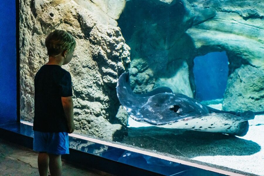 Lanzarote: Aquarium Entry Ticket - Sharks, guitarfish, and rays: what the open-sea zone teaches your eye
