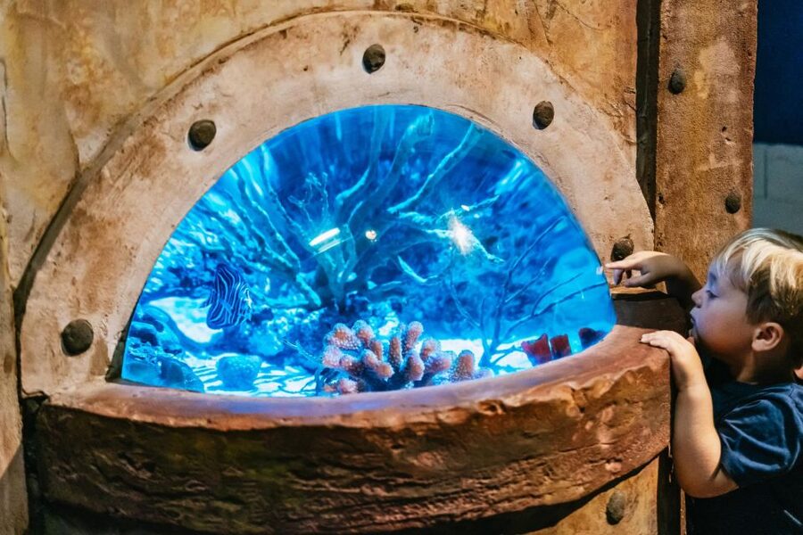 Lanzarote: Aquarium Entry Ticket - Turtles and the rehabilitation program: the conservation piece that feels real