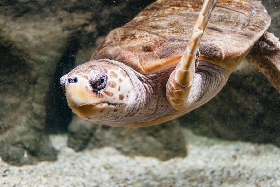 Lanzarote: Aquarium Entry Ticket - The staff vibe and how self-guided works in your favor