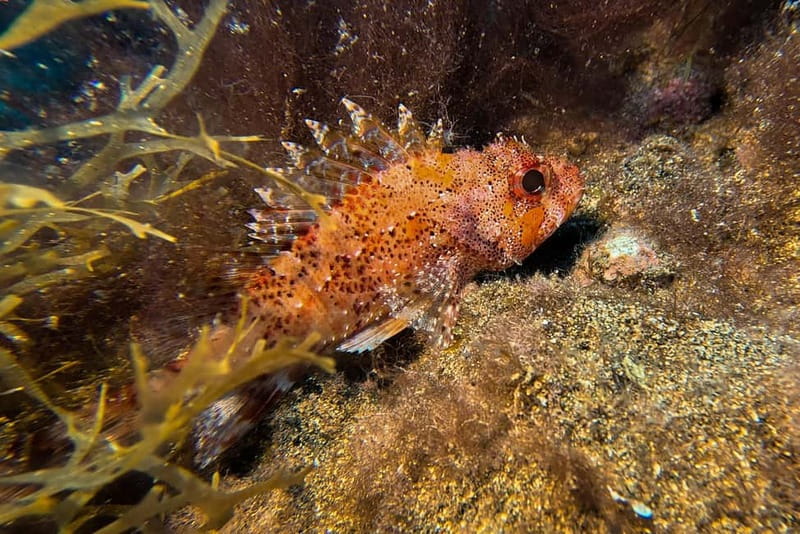 Lanzarote: Beginner Diving Course Costa Teguise (2 dives) - Practical tips before you go (so the day runs smooth)