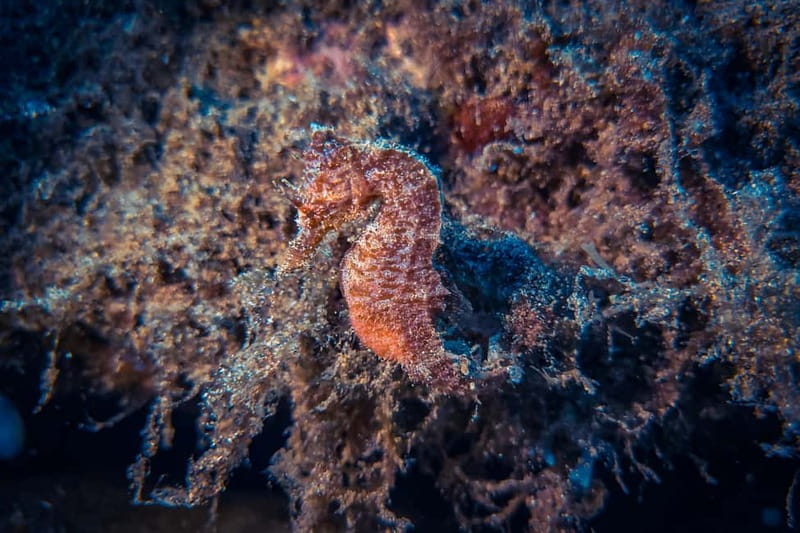 Lanzarote: Beginner Diving Course Costa Teguise (2 dives) - Second session up to 12m: more variety and closer encounters