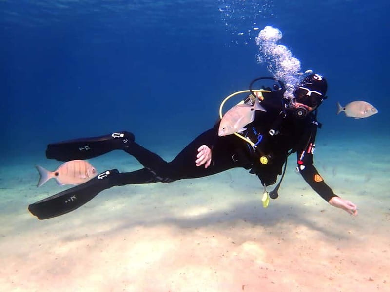 Lanzarote: Beginner Diving Course Costa Teguise (2 dives) - Marine life in Lanzarote: what you’re likely to see and how to enjoy it